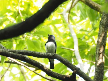 Blue-and-white Flycatcher 近所 Mon, 5/1/2017