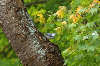 2021年10月15日(金) 函館・七飯の野鳥観察記録