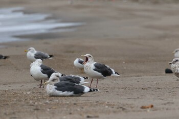 2021年10月16日(土) 函館市の野鳥観察記録