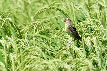 Yellow-breasted Bunting Ishigaki Island Sun, 10/3/2021