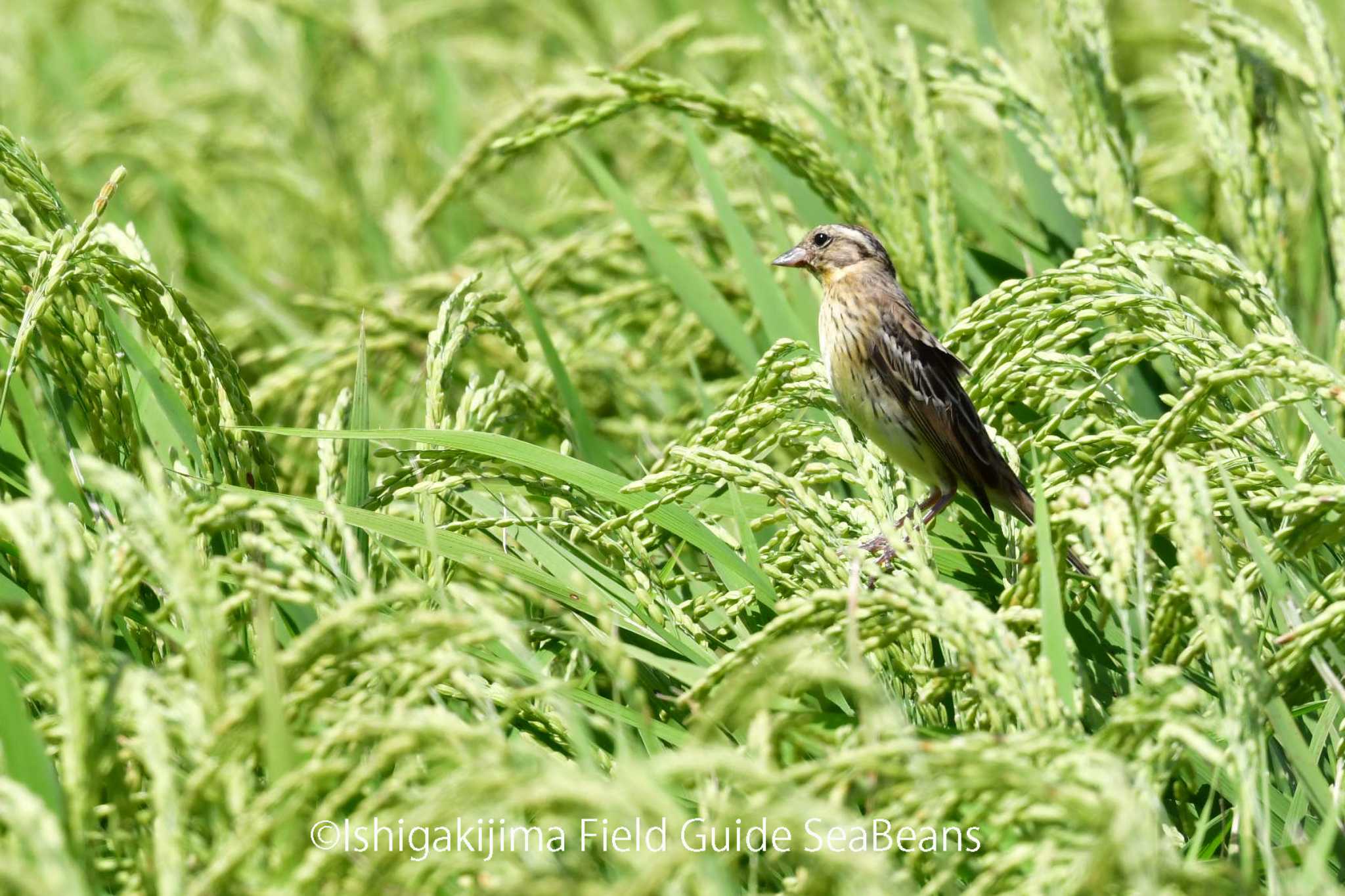 Photo of Yellow-breasted Bunting at Ishigaki Island by 石垣島バードウオッチングガイドSeaBeans