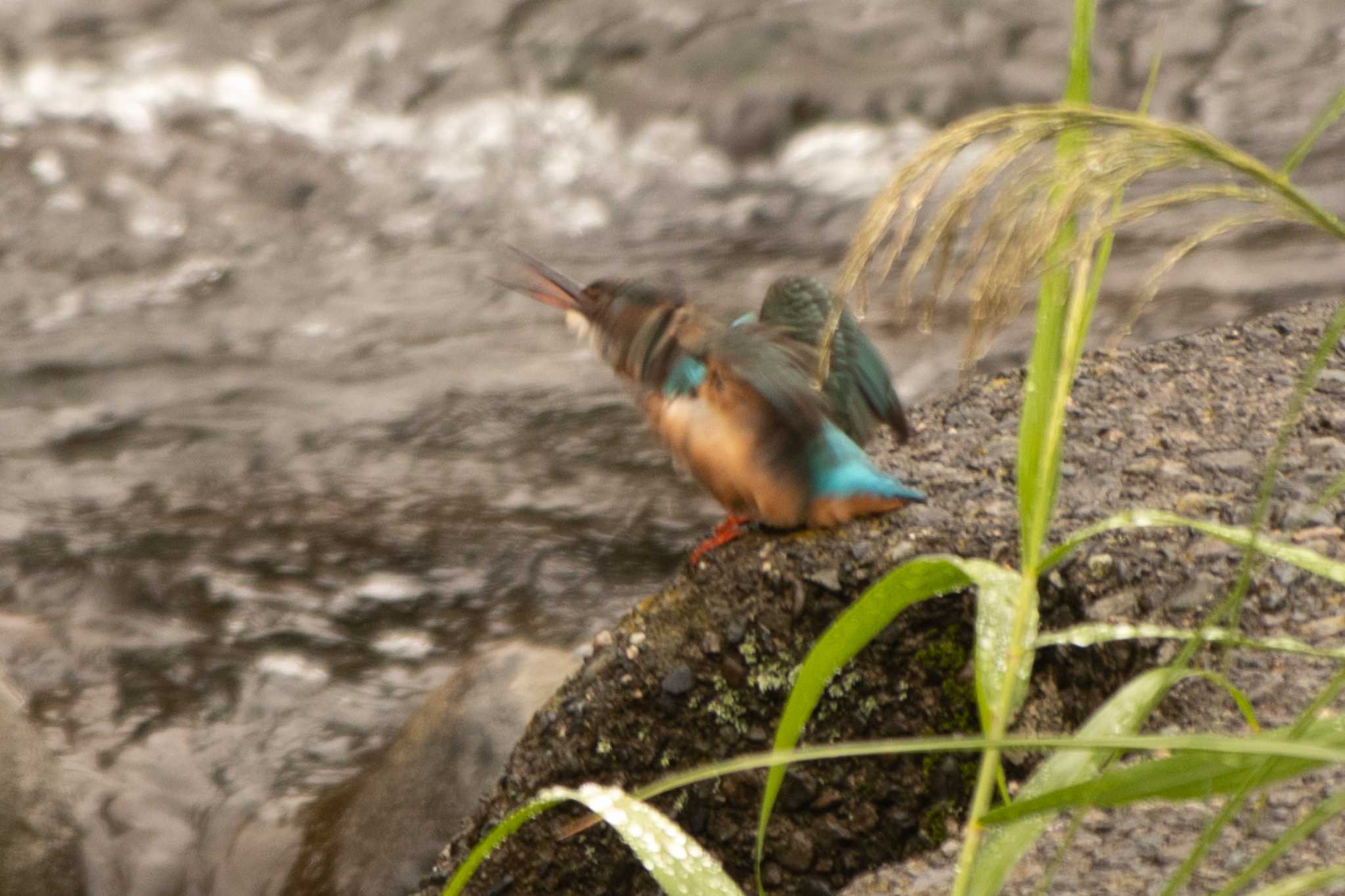 カワセミ