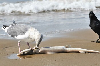 Vega Gull 千里浜(石川県羽咋市) Tue, 10/19/2021