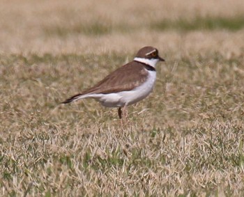 Little Ringed Plover Unknown Spots Fri, 4/28/2017