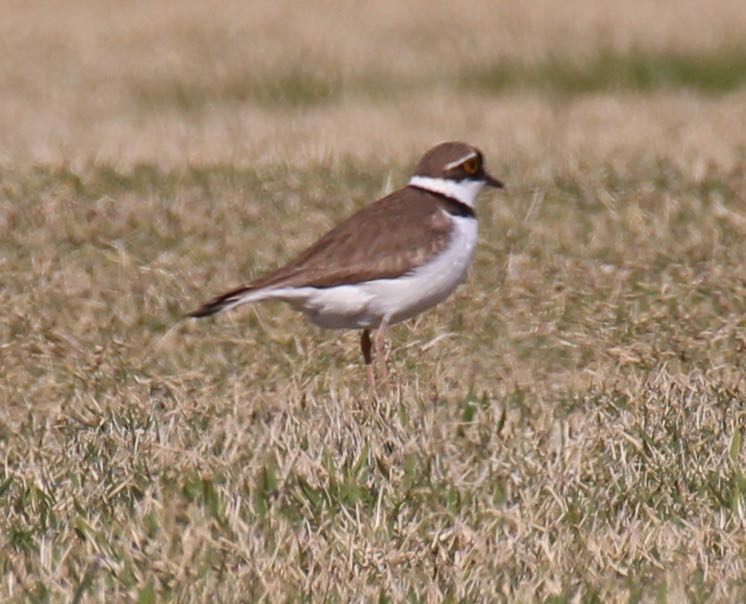 この野鳥の種類を教えてください！