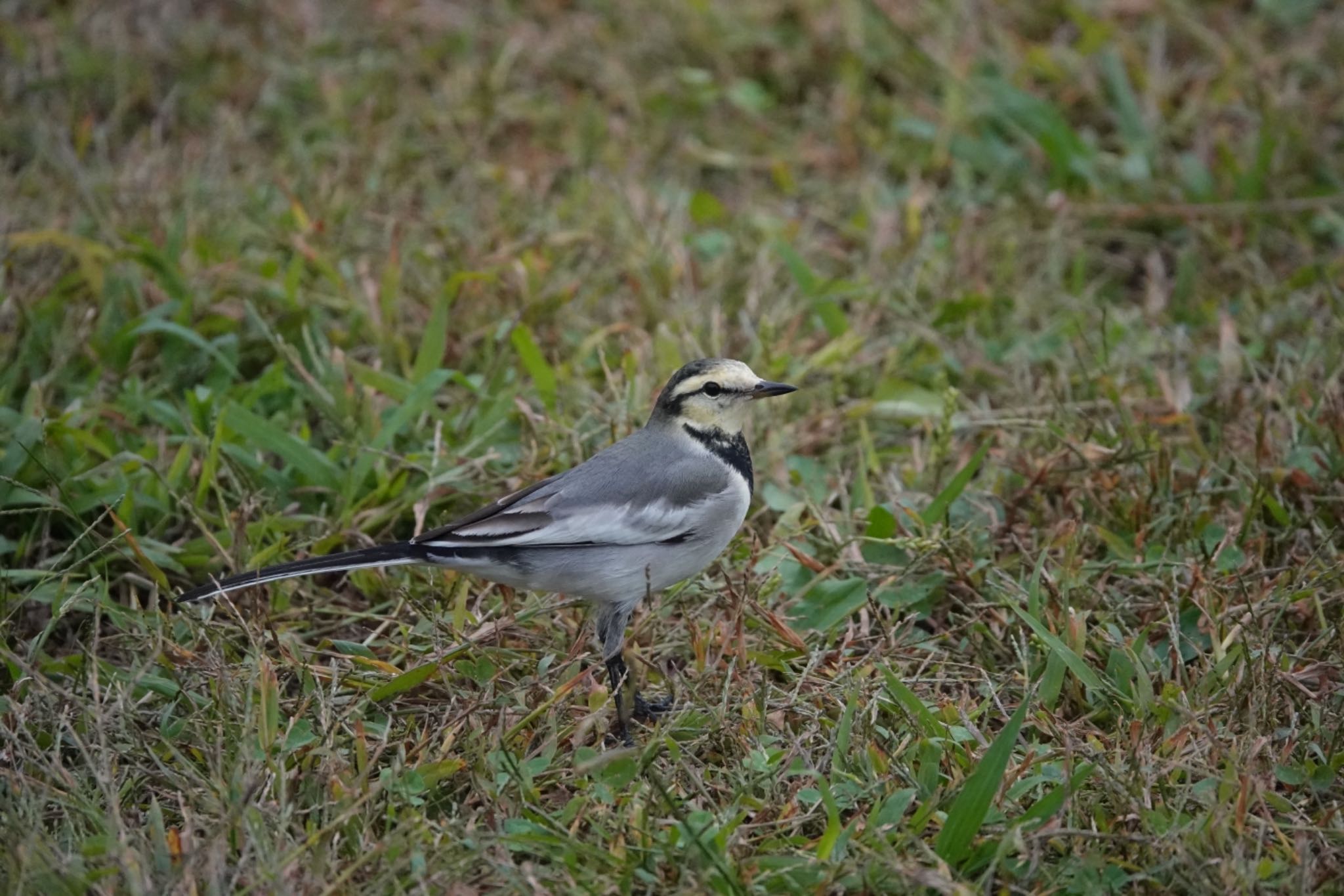 Photo of White Wagtail at 於大公園 by unjun