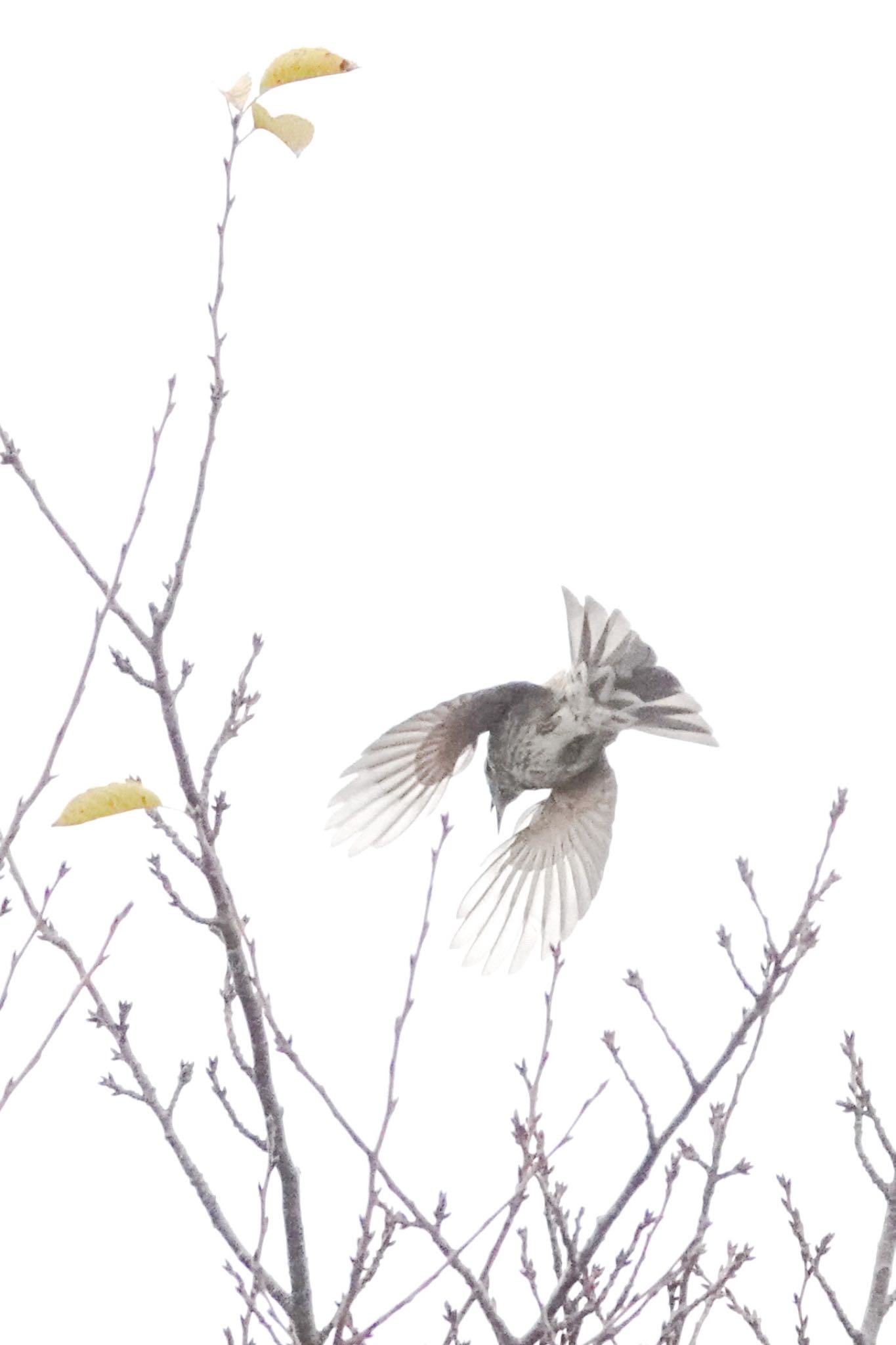 於大公園 ヒヨドリの写真 by unjun