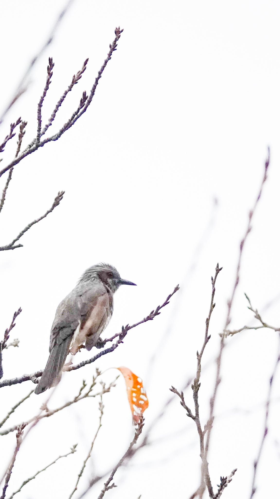 Photo of Brown-eared Bulbul at 於大公園 by unjun