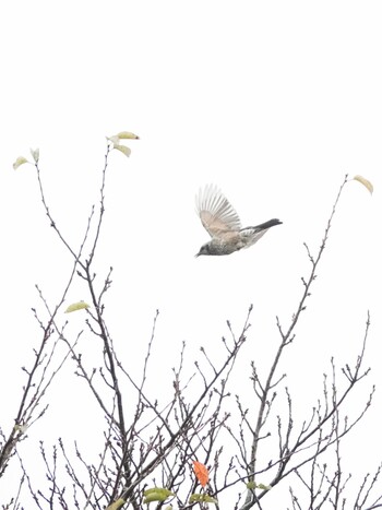 2021年10月19日(火) 於大公園の野鳥観察記録