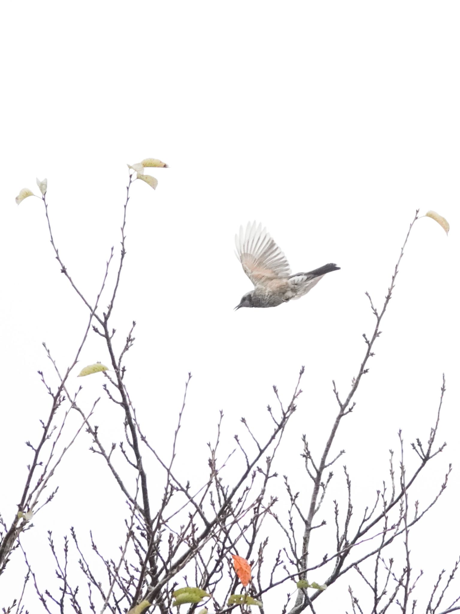 於大公園 ヒヨドリの写真 by unjun