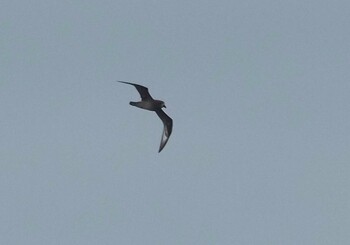 2021年10月14日(木) 八丈島航路の野鳥観察記録