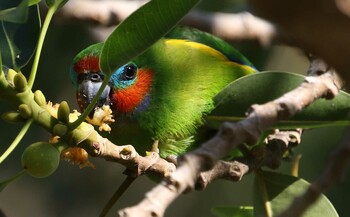 Double-eyed Fig Parrot ケアンズ Sun, 10/20/2019