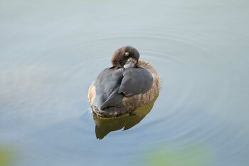 キンクロハジロ 三ツ池公園(横浜市鶴見区) 2021年10月18日(月)