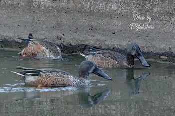 2021年10月20日(水) 恩智川治水緑地の野鳥観察記録