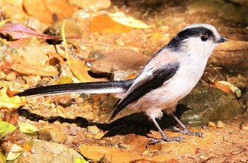 エナガ ささやまの森公園(篠山の森公園) 2021年10月17日(日)