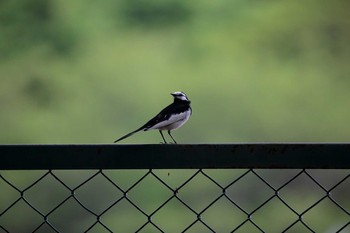 White Wagtail 金ヶ崎公園(明石市) Mon, 5/1/2017
