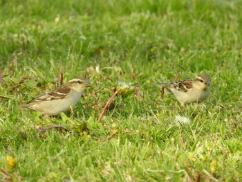 Russet Sparrow 祖父江ワイルドネイチャー緑地 Tue, 4/20/2021