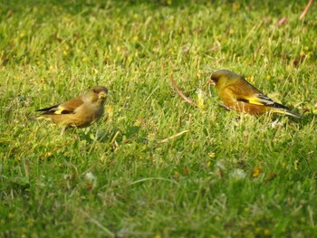 Grey-capped Greenfinch 祖父江ワイルドネイチャー緑地 Tue, 4/20/2021