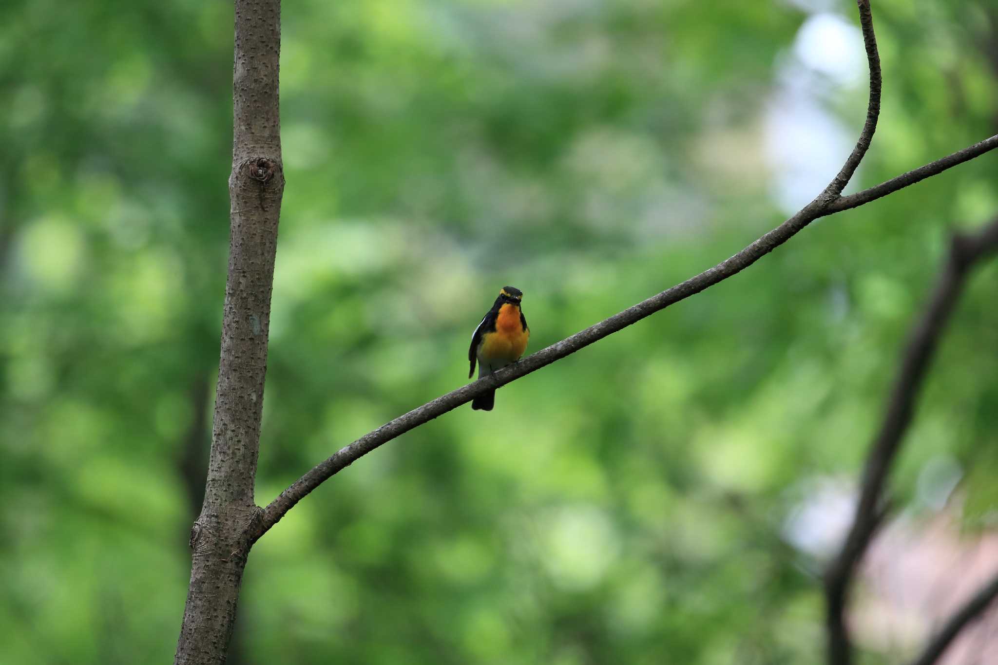 Photo of Narcissus Flycatcher at 金ヶ崎公園(明石市) by 明石のおやじ