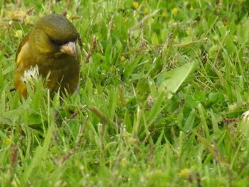 Grey-capped Greenfinch 祖父江ワイルドネイチャー緑地 Tue, 4/20/2021