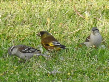 Grey-capped Greenfinch 祖父江ワイルドネイチャー緑地 Tue, 4/20/2021