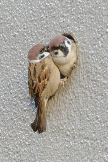 Eurasian Tree Sparrow 都内市街地 Wed, 10/20/2021