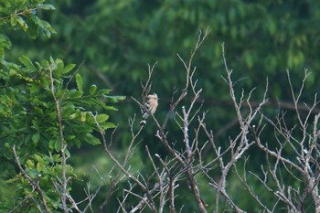 2021年6月27日(日) 天売島の野鳥観察記録