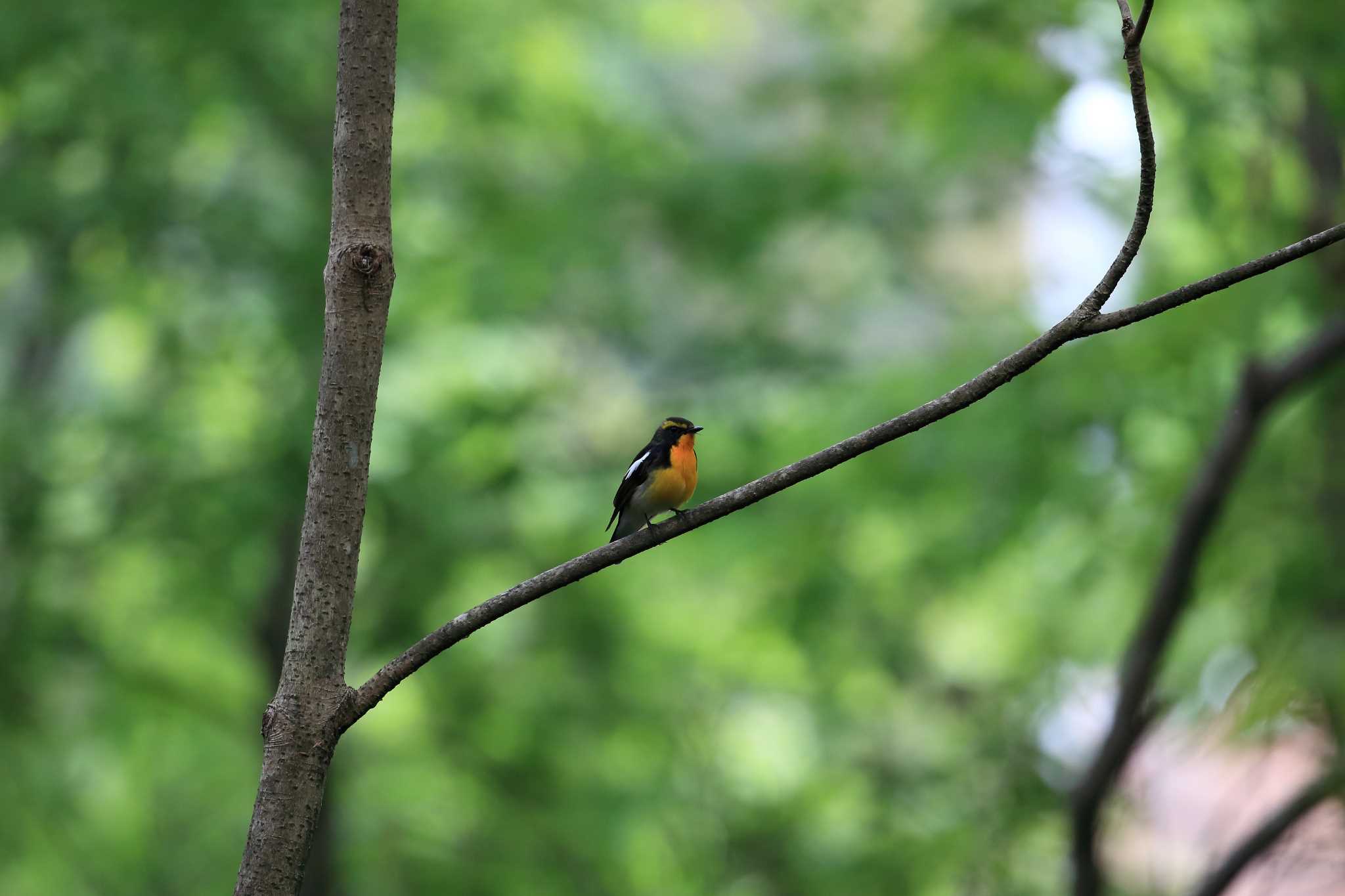 Photo of Narcissus Flycatcher at 金ヶ崎公園(明石市) by 明石のおやじ