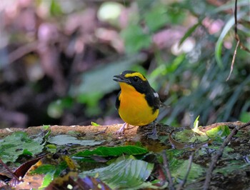 キビタキ 権現山(弘法山公園) 2021年10月4日(月)