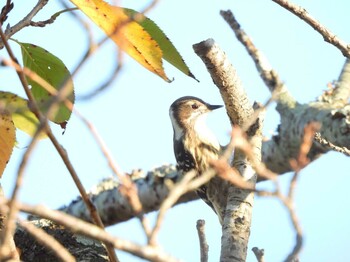 2021年10月15日(金) 山口県の野鳥観察記録