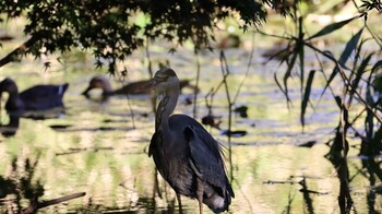 アオサギ 石神井公園 2021年10月20日(水)