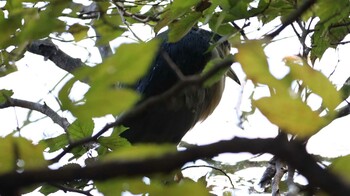 Black-crowned Night Heron Shakujii Park Wed, 10/20/2021