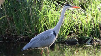 Grey Heron Shakujii Park Wed, 10/20/2021