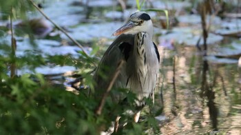 Grey Heron Shakujii Park Wed, 10/20/2021