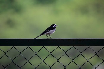 White Wagtail 金ヶ崎公園(明石市) Mon, 5/1/2017