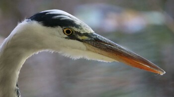 Grey Heron Shakujii Park Wed, 10/20/2021