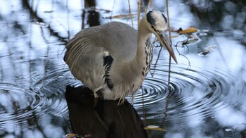 Grey Heron Shakujii Park Wed, 10/20/2021