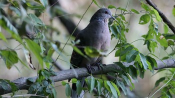 Oriental Turtle Dove Shakujii Park Wed, 10/20/2021