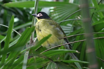 Australasian Figbird ケアンズ Sun, 6/30/2013