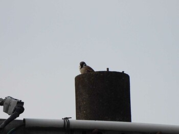 2021年10月17日(日) 山口県の野鳥観察記録