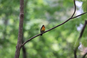 Narcissus Flycatcher 金ヶ崎公園(明石市) Mon, 5/1/2017