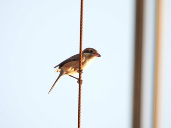 2021年10月1日(金) 山口県の野鳥観察記録