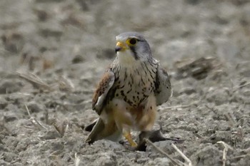 チョウゲンボウ 秋ヶ瀬公園 2017年5月1日(月)