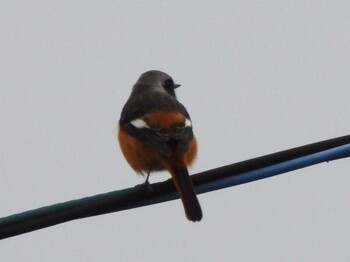 2021年10月20日(水) 山口県の野鳥観察記録