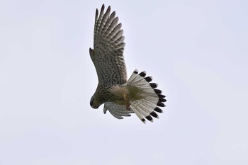 Common Kestrel Akigase Park Mon, 5/1/2017