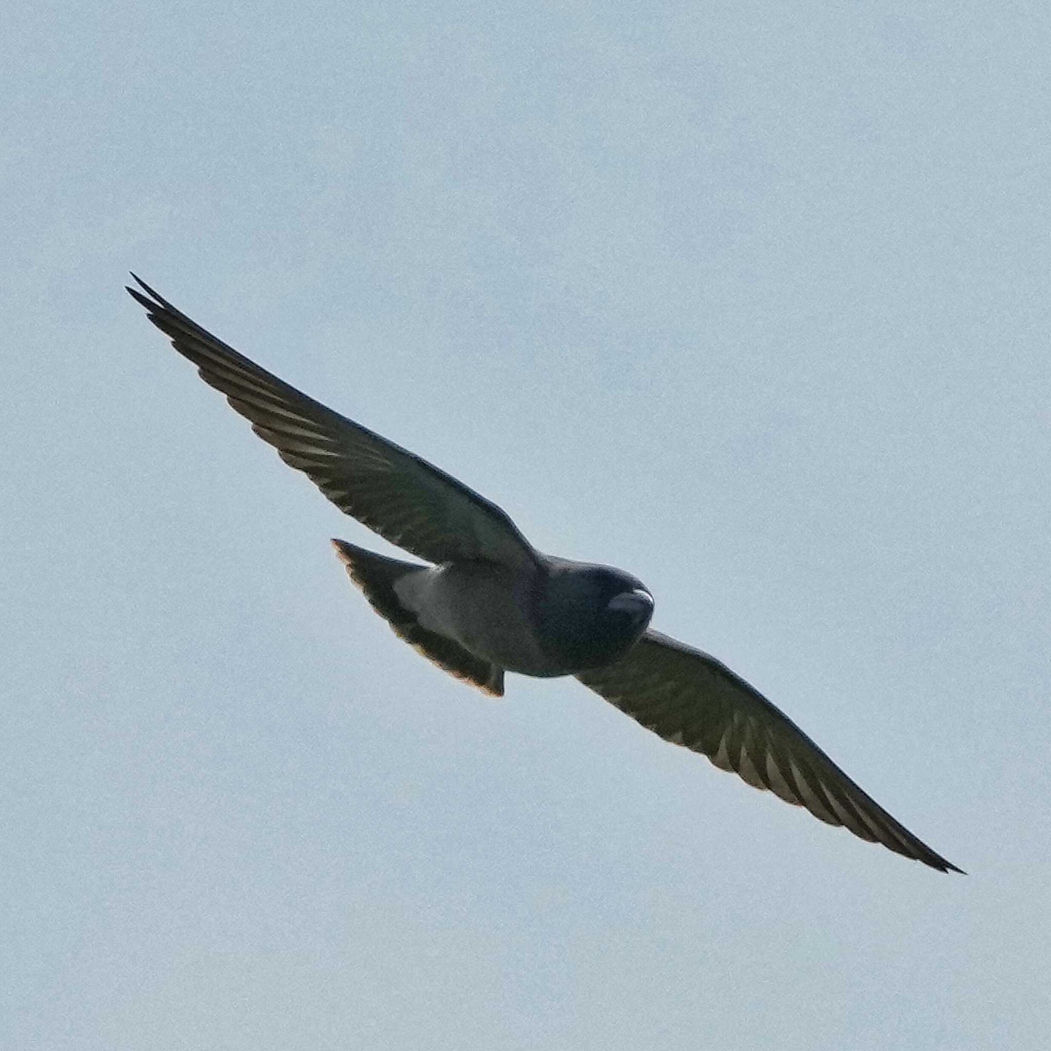 Ashy Woodswallow