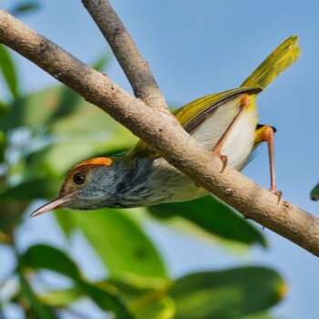 Wed, 10/20/2021 Birding report at Radar Hill(Thailand, Prachuap Khiri Khan)