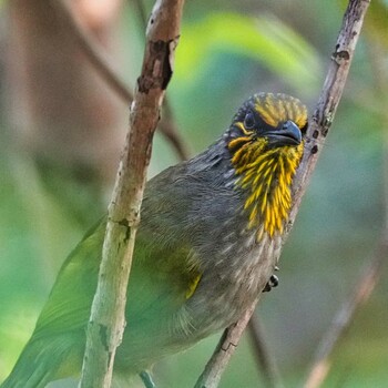 キガシラヒヨドリ Radar Hill(Thailand, Prachuap Khiri Khan) 2021年10月20日(水)