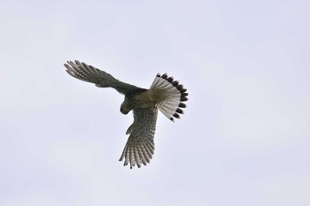 Common Kestrel Akigase Park Mon, 5/1/2017