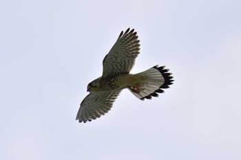 チョウゲンボウ 秋ヶ瀬公園 2017年5月1日(月)